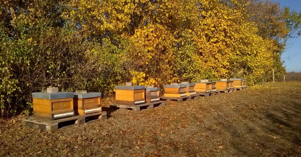 WP_20181107_10_01_54_Pro