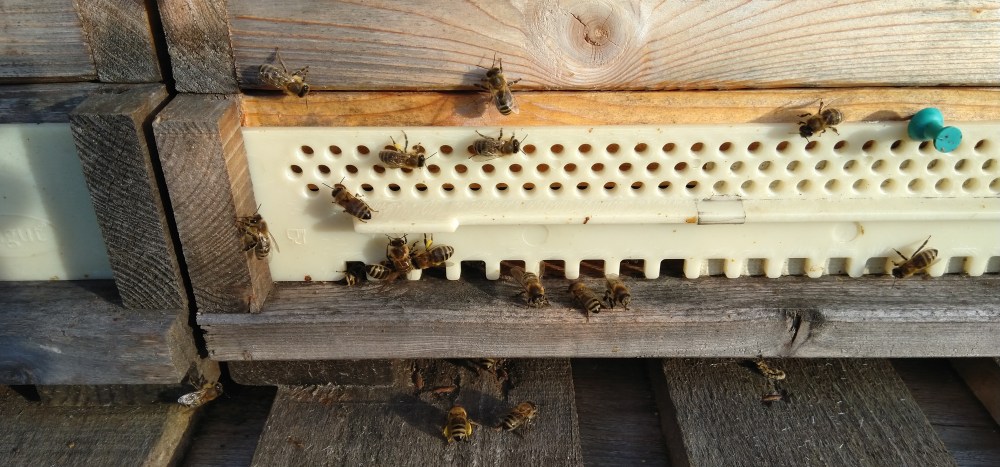 Pollensammlerinnen Winter 2019